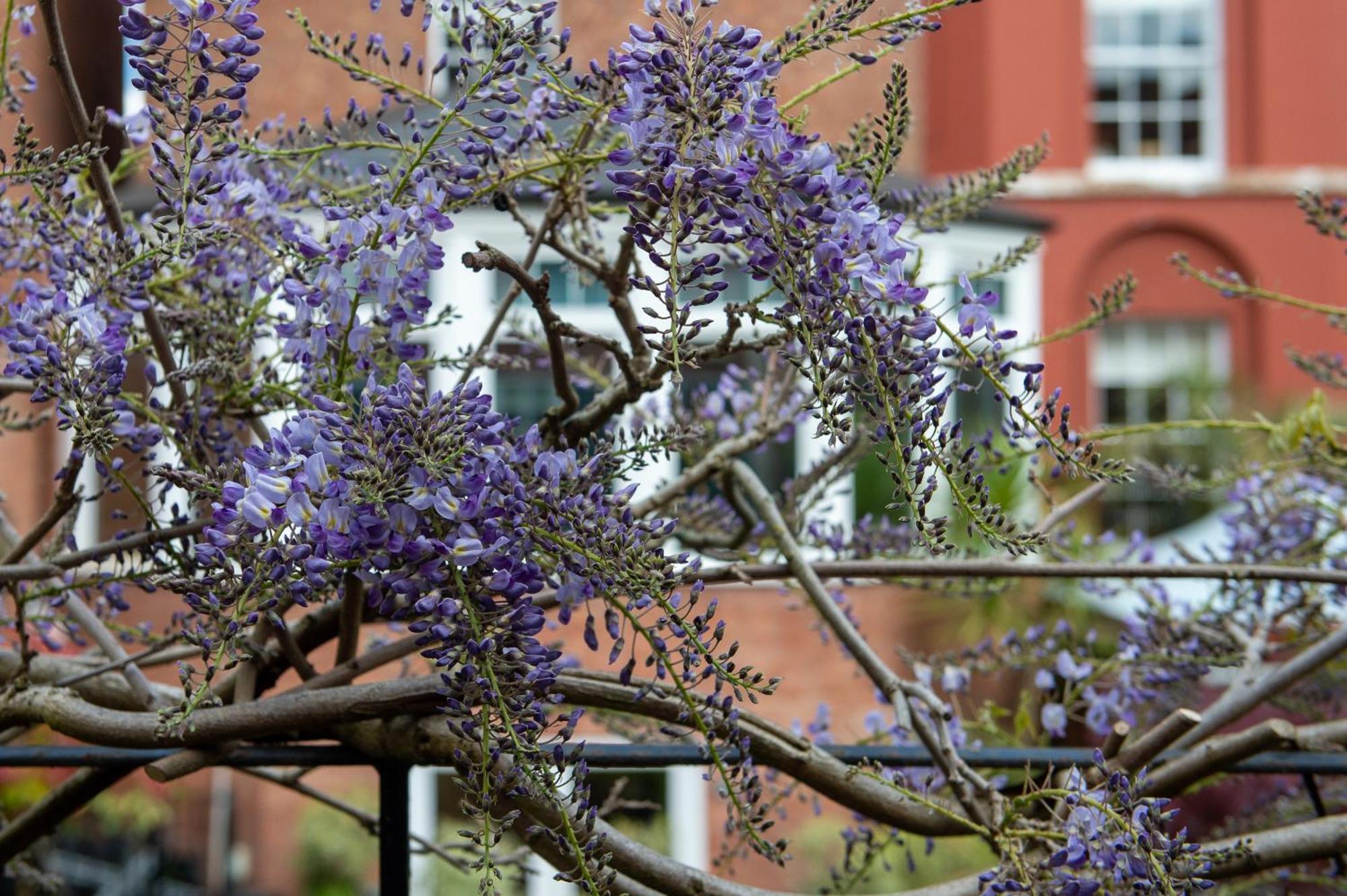 Bed and Breakfast Darwin'S Townhouse à Shrewsbury Extérieur photo Wisteria sinensis